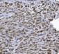 Anti-Erlin-2/ERLIN2 Antibody Picoband™ (monoclonal, 3H9A2)